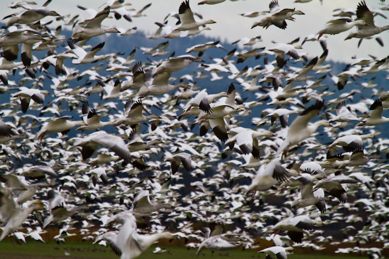 Snow Geese Flock Taking Off
